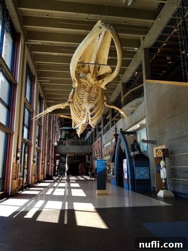 Giant whale sculpture hanging from the ceiling of a museum hall