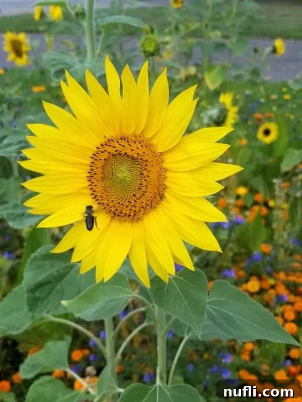 yellow flower with a bee on it 