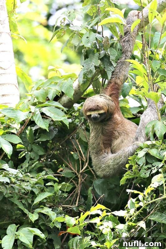 sloth hanging from a tree