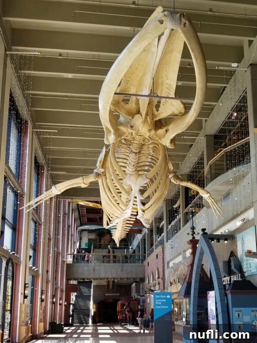 Large whale skeleton hanging from the ceiling of the Grand Rapids Public Museum