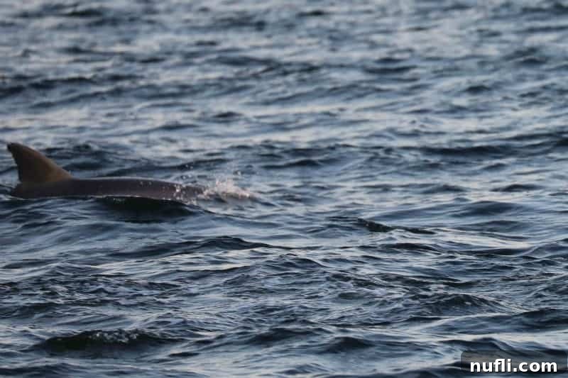 dolphin dorsal fin coming out of the water
