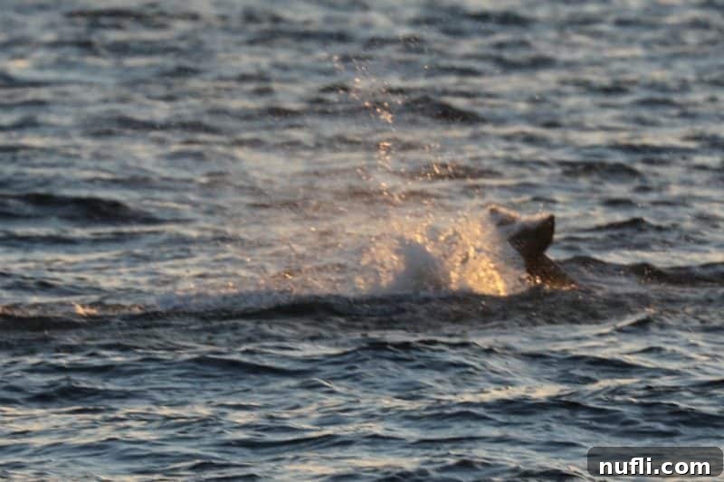 Dolphin tail splashing in the water