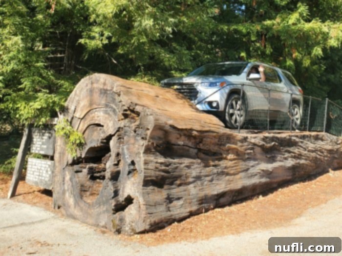 Silver suv on top of a redwood tree with woods behind it