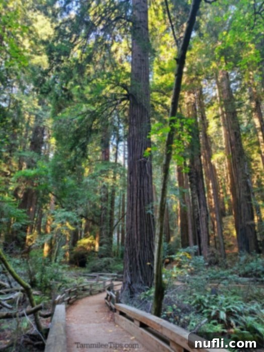 trail through the redwood trees