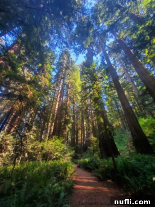 Trail through the Redwoods National park