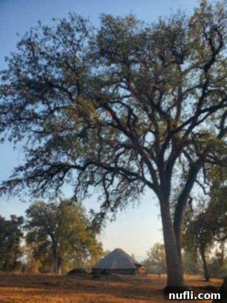 Wassama Round House surrounded by fall leaves and a tall tree