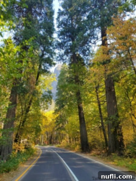 Road through tall trees with fall leaves in Yosemite NP