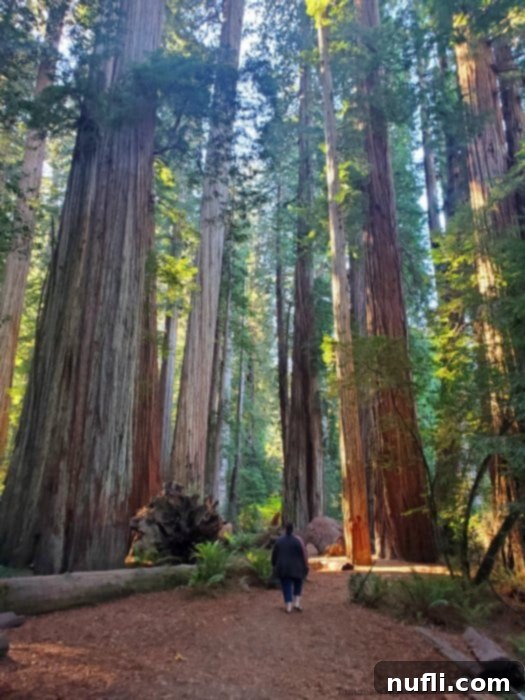 Tammilee walking through Redwood trees on a dirt trail 