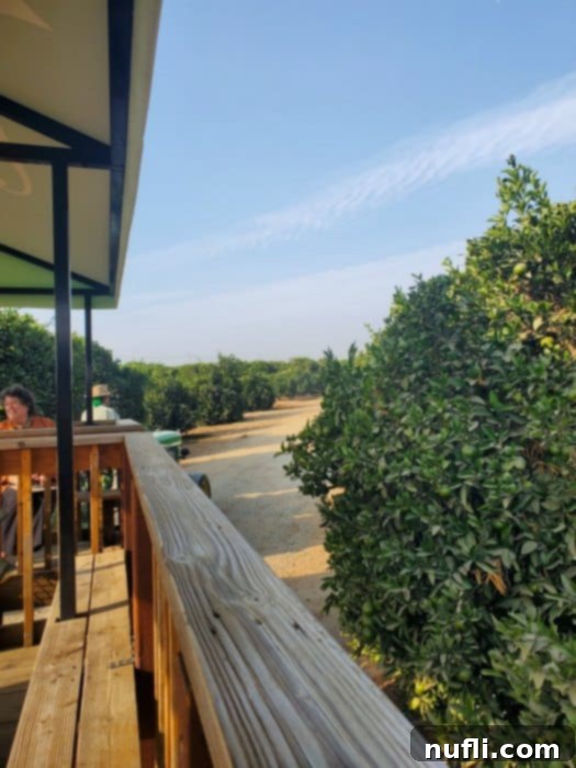 Looking out from a wooden bench to a tractor pulling through an orange grove
