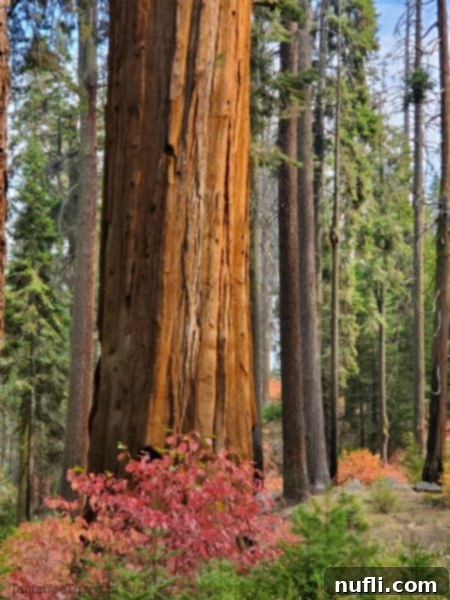 sequoia tree with fall leaves around it