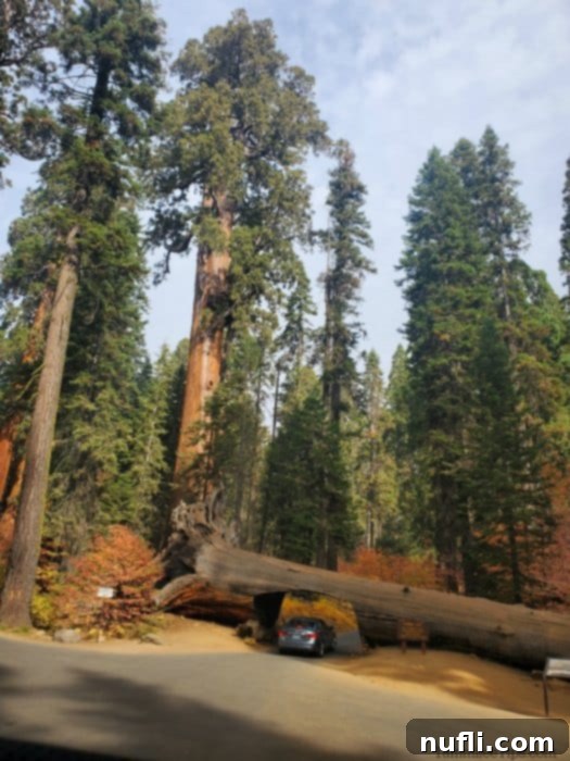 Car driving under a Sequoia tree with tall trees and fall leaves