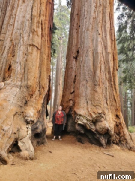 Tammilee standing between two giant Sequoia trees