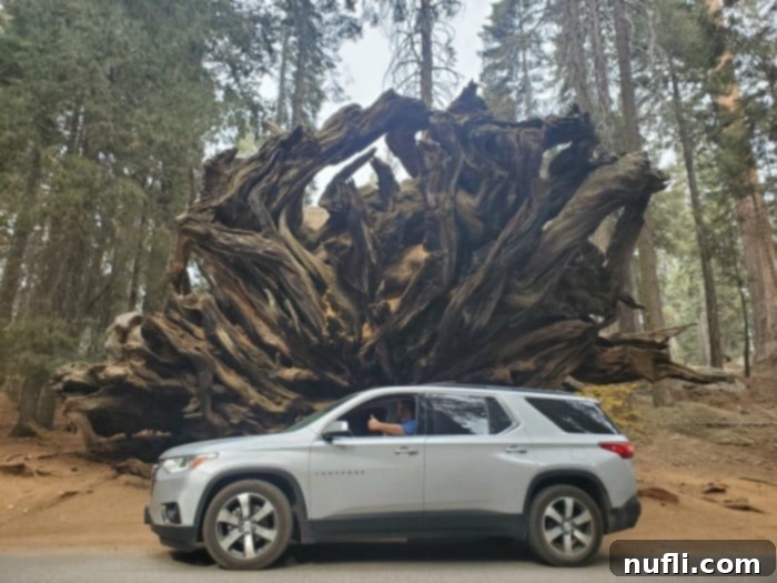 Silver traverse parked in front of the roots of a Sequoia Tree