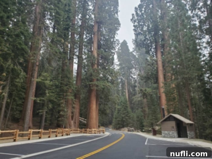 Road through sequoia trees with an outhouse on one side