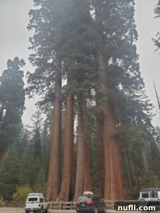 Cars parked at the base of giant sequoia trees