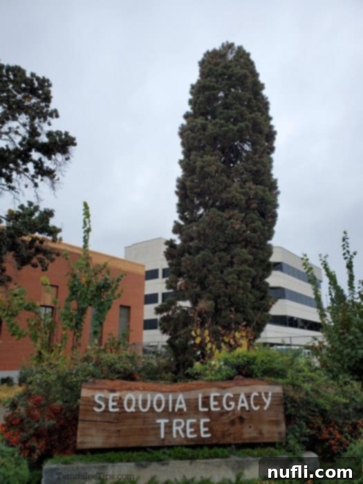 Sequoia Legacy Tree with foliage around it 