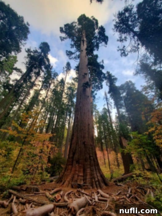 Giant sequoia tree with fall colors surrounding it