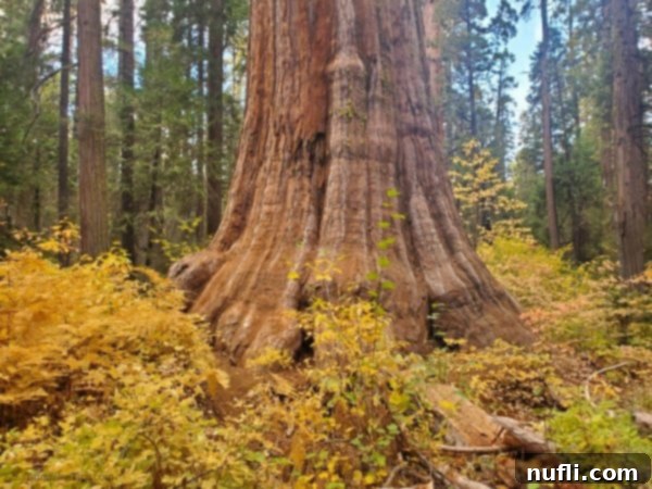 Base of a giant sequoia tree with fall colors around the base of it