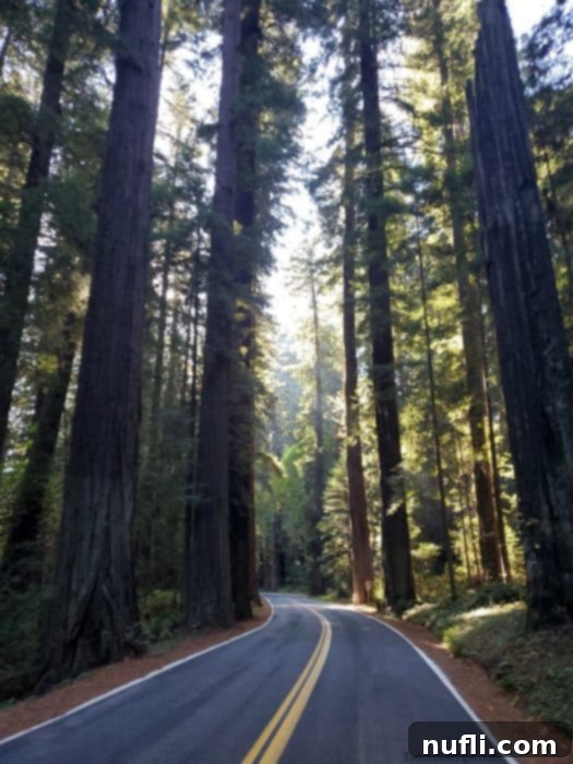 Road through the Avenue of Giants with Tall trees