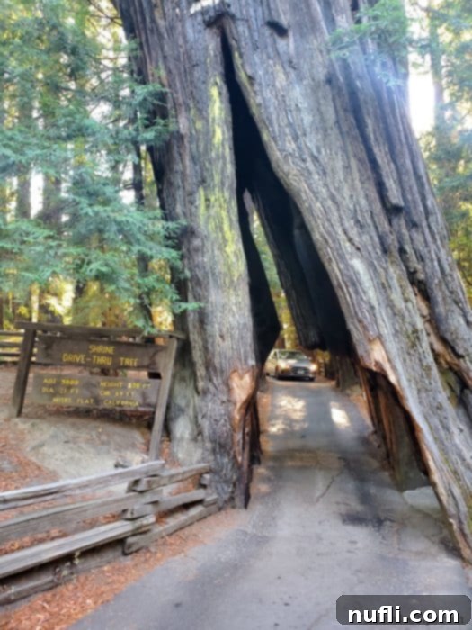 Car about to drive through the Shrine drive thru tree