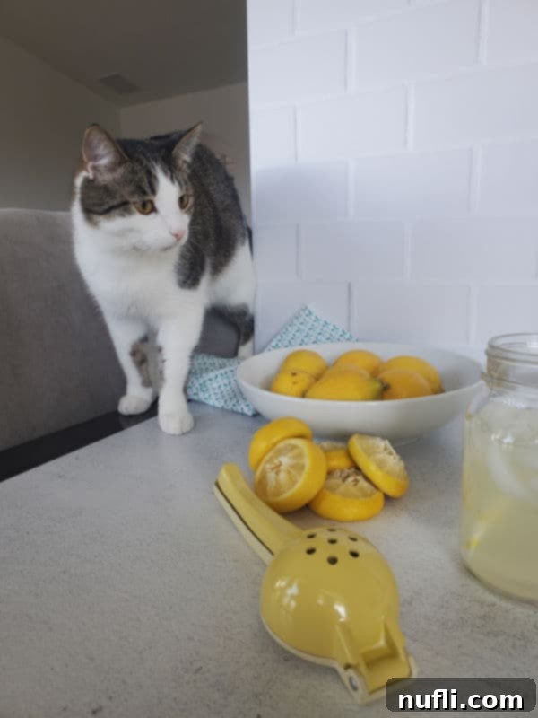 cute cat looking at a bowl of lemons and a lemon squeezer