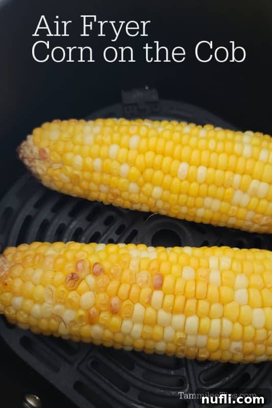 Two corn cobs resting in an air fryer basket, ready to be cooked