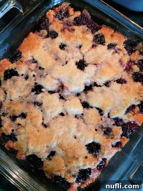 Close up of a freshly baked Bisquick Blackberry Cobbler in a glass baking dish, golden brown and bubbly.
