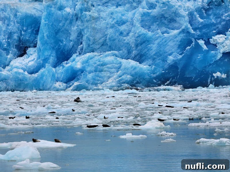 floating ice with seals on them near a large blue glacier in Alaska 