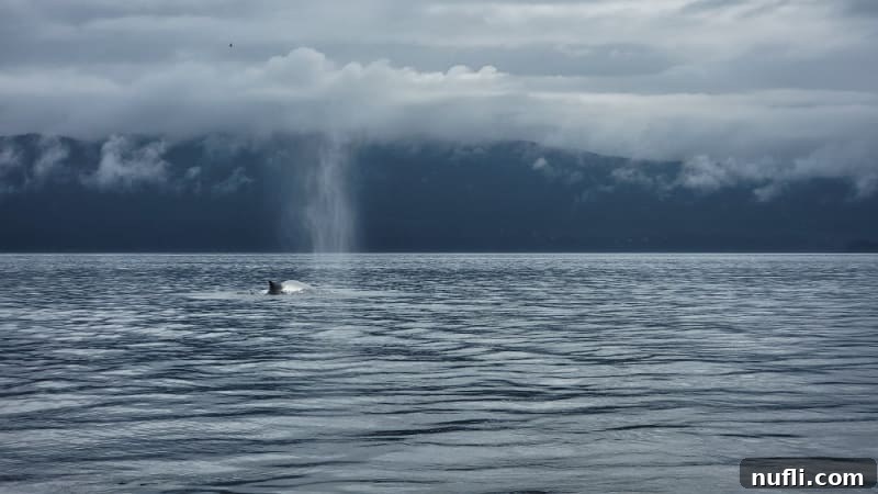 Humpback whale coming out of the water with a buff of air showing 