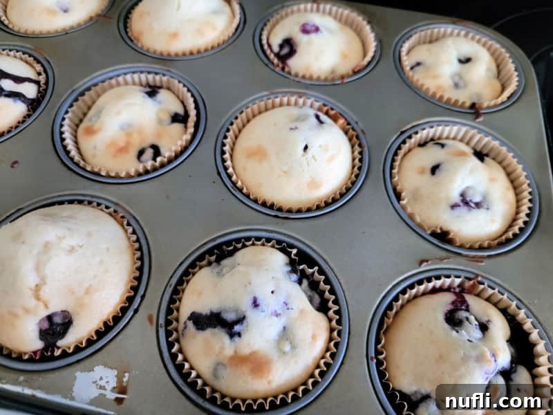 Freshly baked golden brown blueberry muffins in paper liners still in the muffin tin