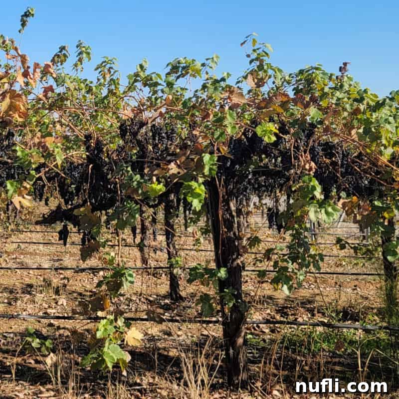Grape vines on the Madera Wine Trail