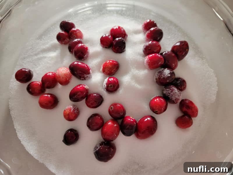 Drying cranberries being rolled in a bowl of white granulated sugar for their sparkling coating