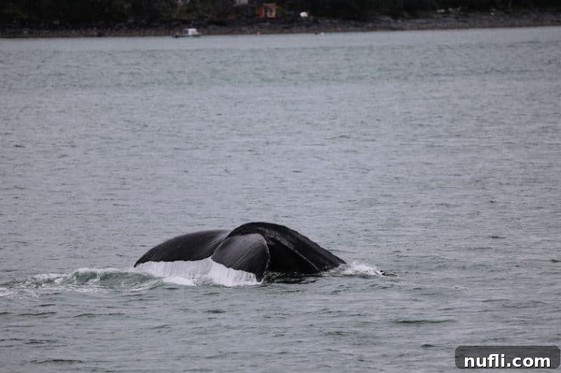 humpback whales tail coming out of the water. 
