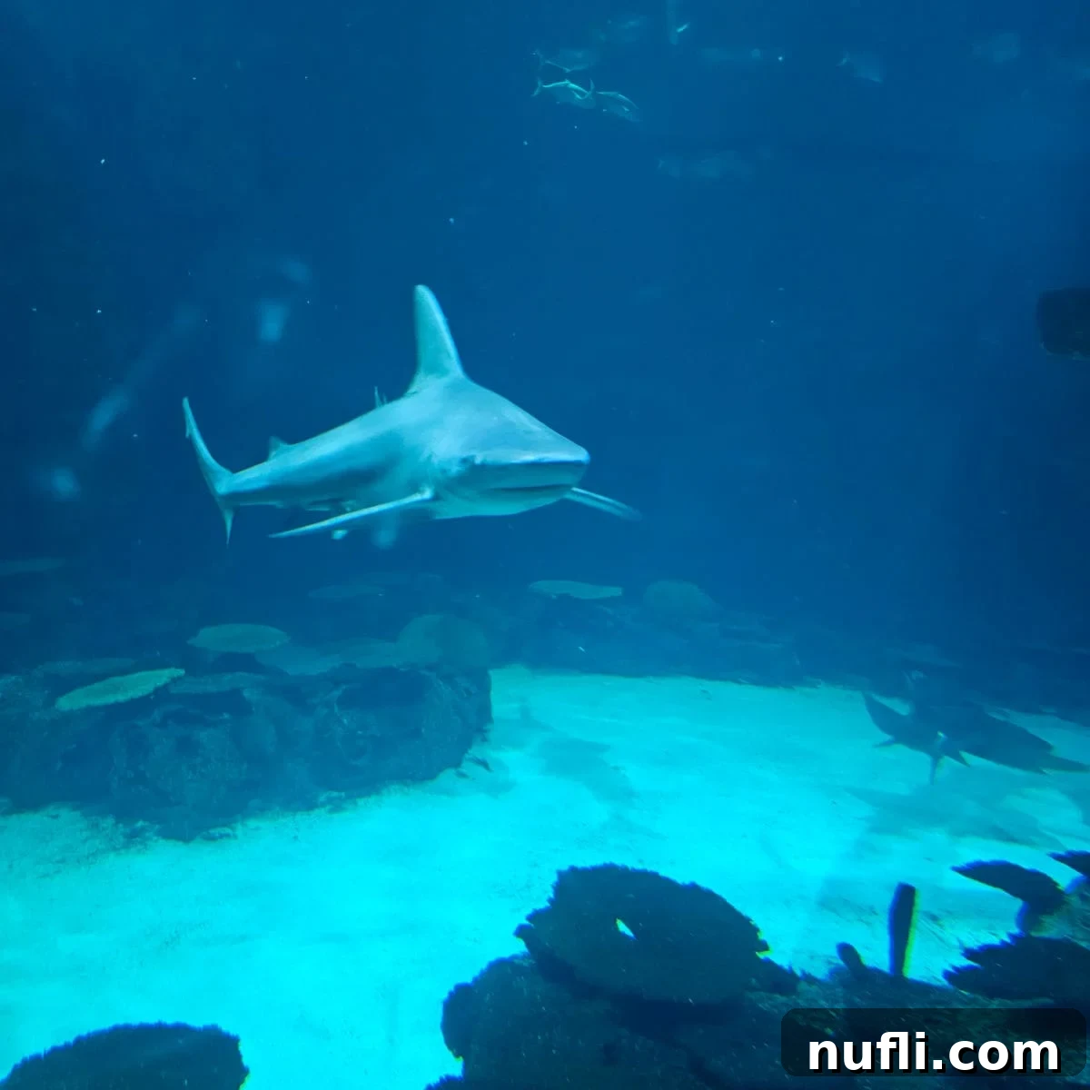 Shark in an aquarium with other fish and coral