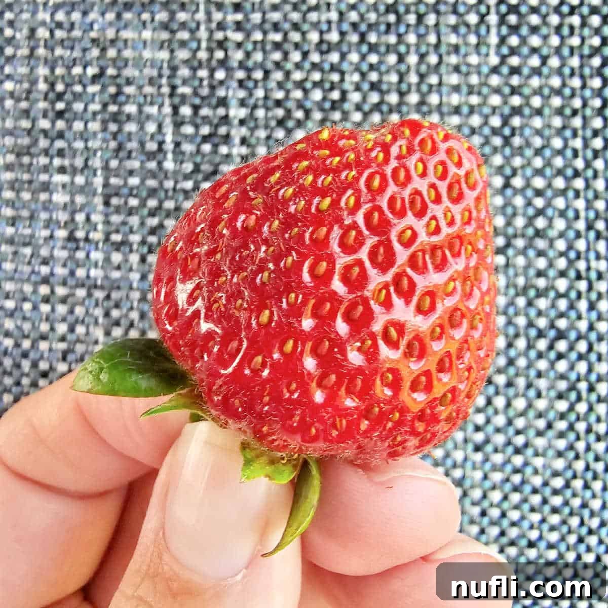 A hand gently holding a single, ripe strawberry, emphasizing its freshness and natural appeal