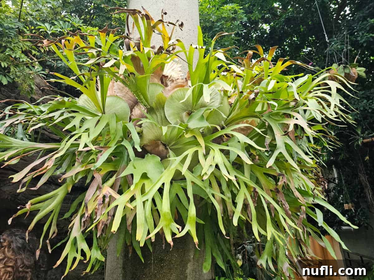 Giant stag fern on a wall at the Fort Wayne Conservatory