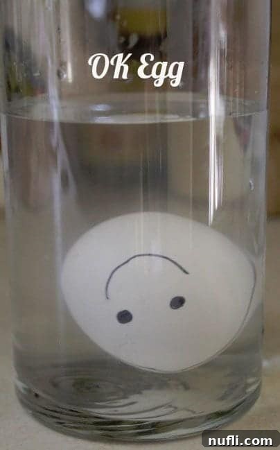 Very fresh egg lying flat on the bottom of a bowl of water