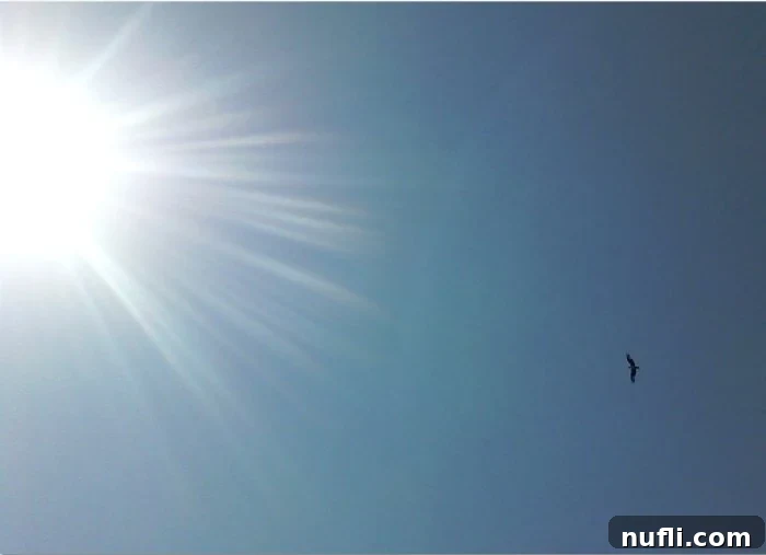 Little Spokane River Float Your Riverside State Park Escape 5 Sun overhead with an osprey