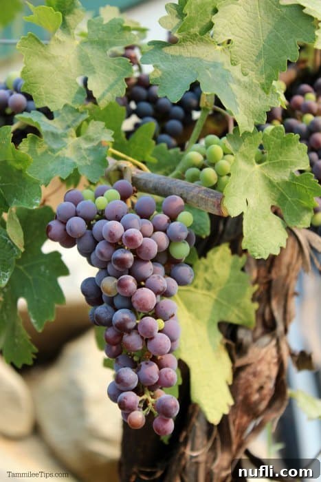 Close-up shot of lush green grapes ripening on the vine at Icicle Ridge Winery's vineyard, basking in the sunlight.