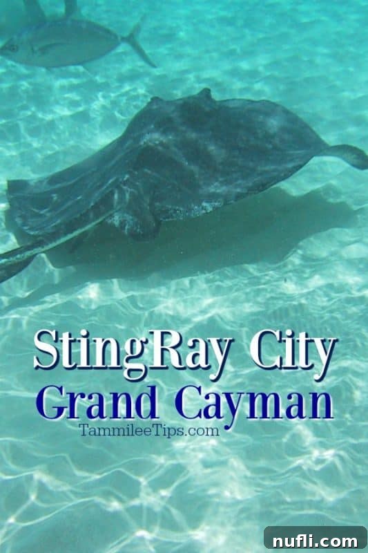 Stingray City Grand Cayman with stingrays swimming by