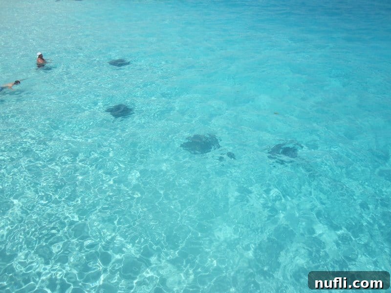 Looking down on stingrays in the water with people swimming