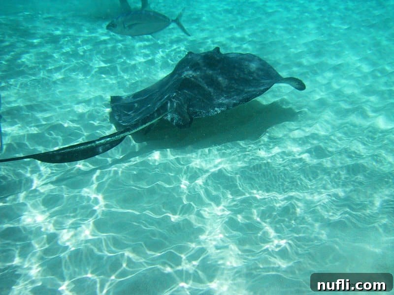 Grand Cayman Stingray City Encounter 5 Stinrays in the water near a persons feet