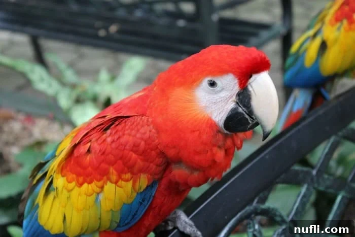 Scarlet macaw on a bench
