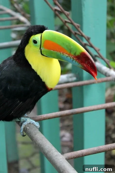 Toucan sitting on a metal bar
