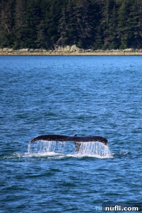 Humpback Whales Tail coming out of the water with trees in the background