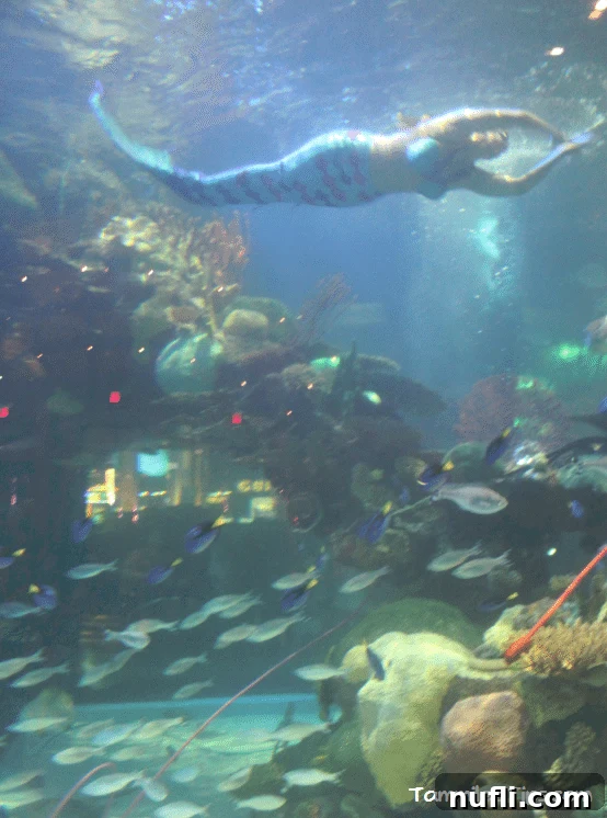 Mermaid performing in the Tanked Aquarium at the Silverton Casino