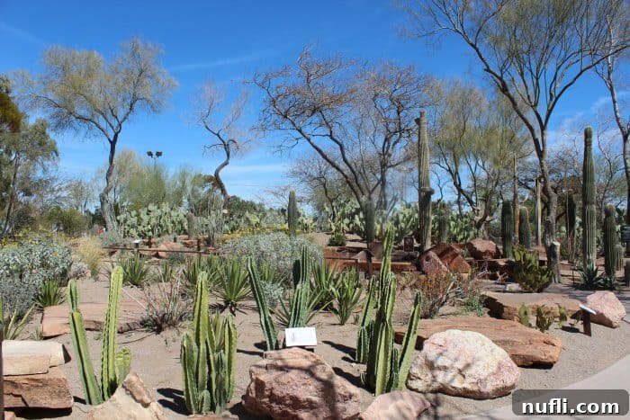 A vibrant section of the Ethel M Cactus Garden, showcasing a variety of cacti and desert plants under a clear sky.