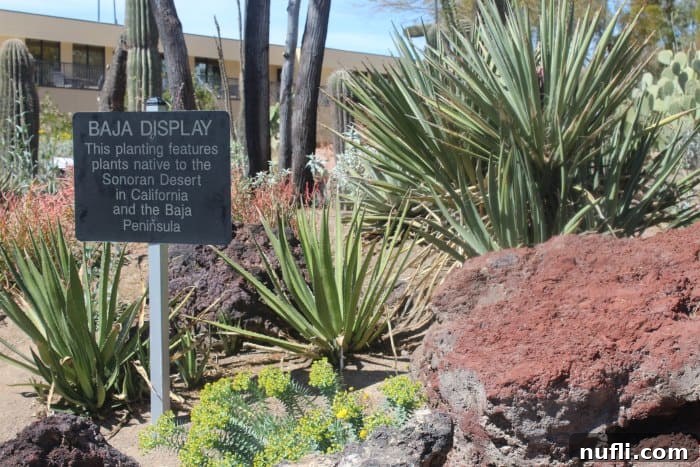 A beautiful display in the Baja section of the Ethel M Cactus Garden, featuring diverse desert plants and rock formations.