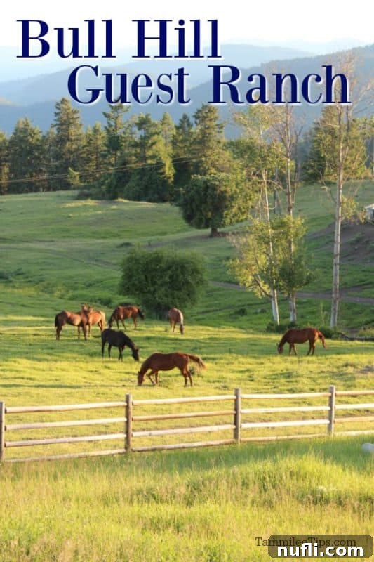 Majestic Bull Hill Guest Ranch horses grazing in a vibrant green field under a clear sky, surrounded by a classic wooden fence.