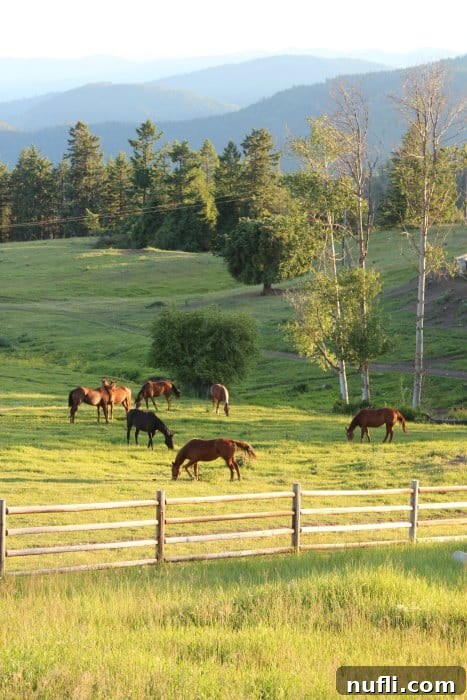 Graceful horses in a sprawling green field near a rustic wooden fence, with picturesque rolling hills under a vast sky at Bull Hill Guest Ranch.